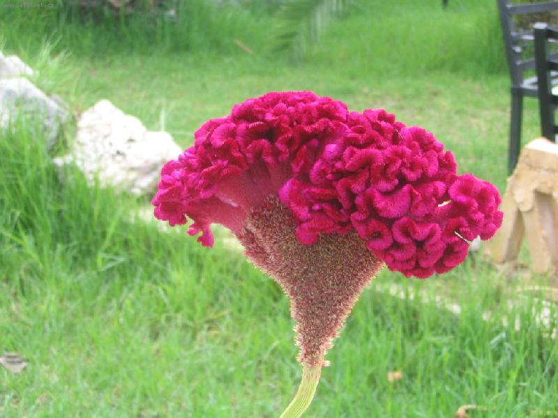 Foto: Celosia cristana Bombay Fire-Dovolená Zakynthos